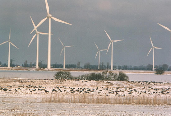 Blessgänse am Rand eines Windparks