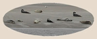 Seehunde auf der Sanbank